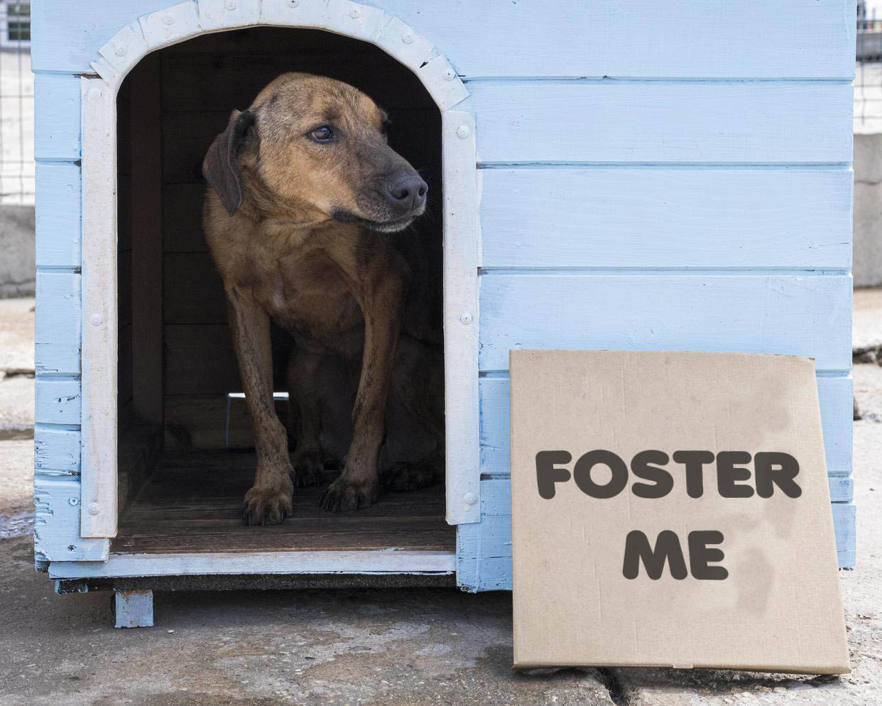 Foster Me