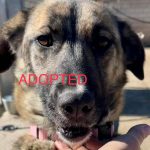 Molly - ADOPTED